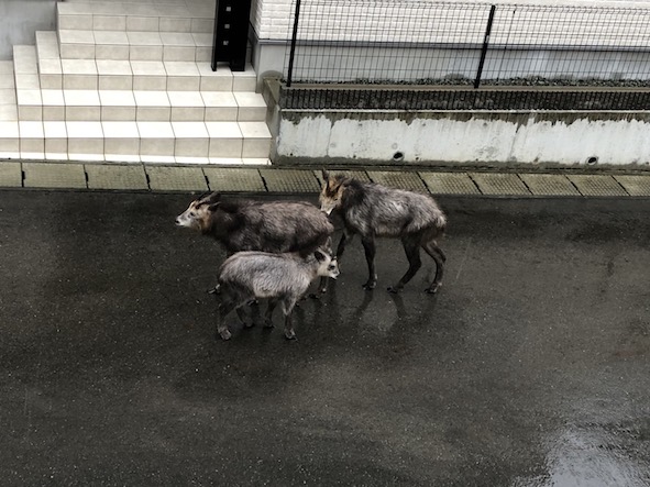 住宅型有料老人ホーム